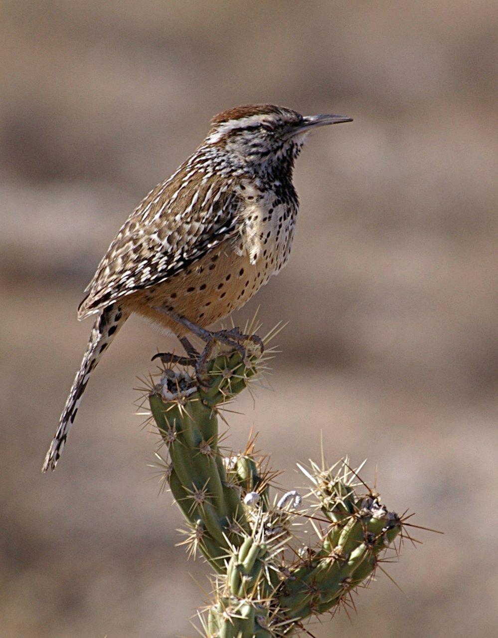 Cactus Wren wallpaper