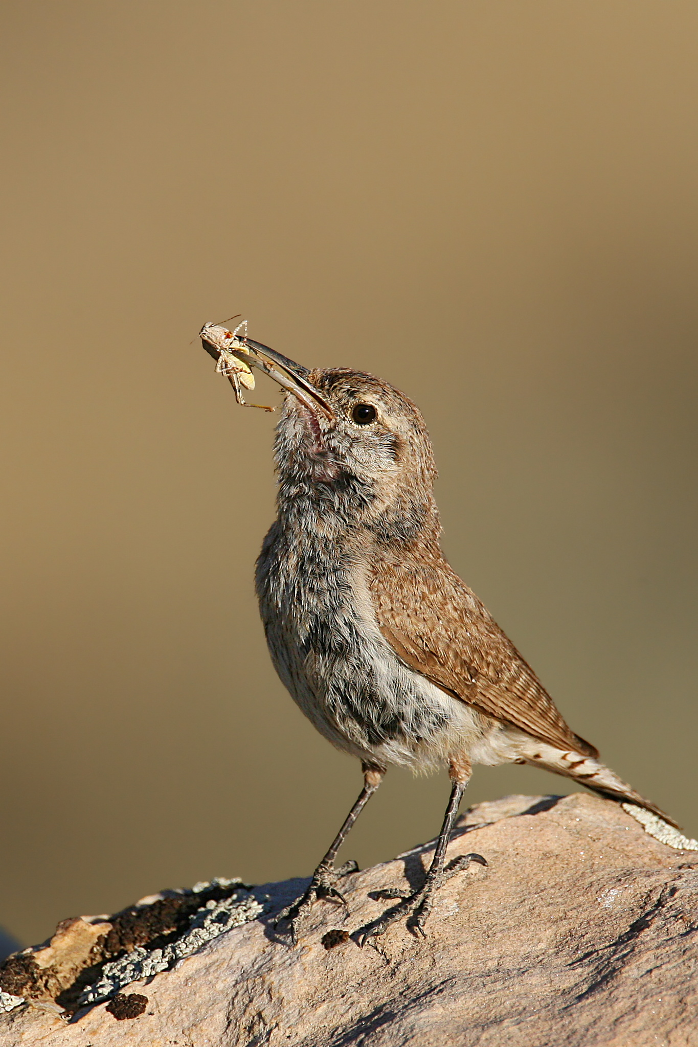 Rock Wren wallpaper