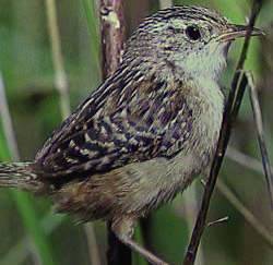 Sedge Wren wallpaper