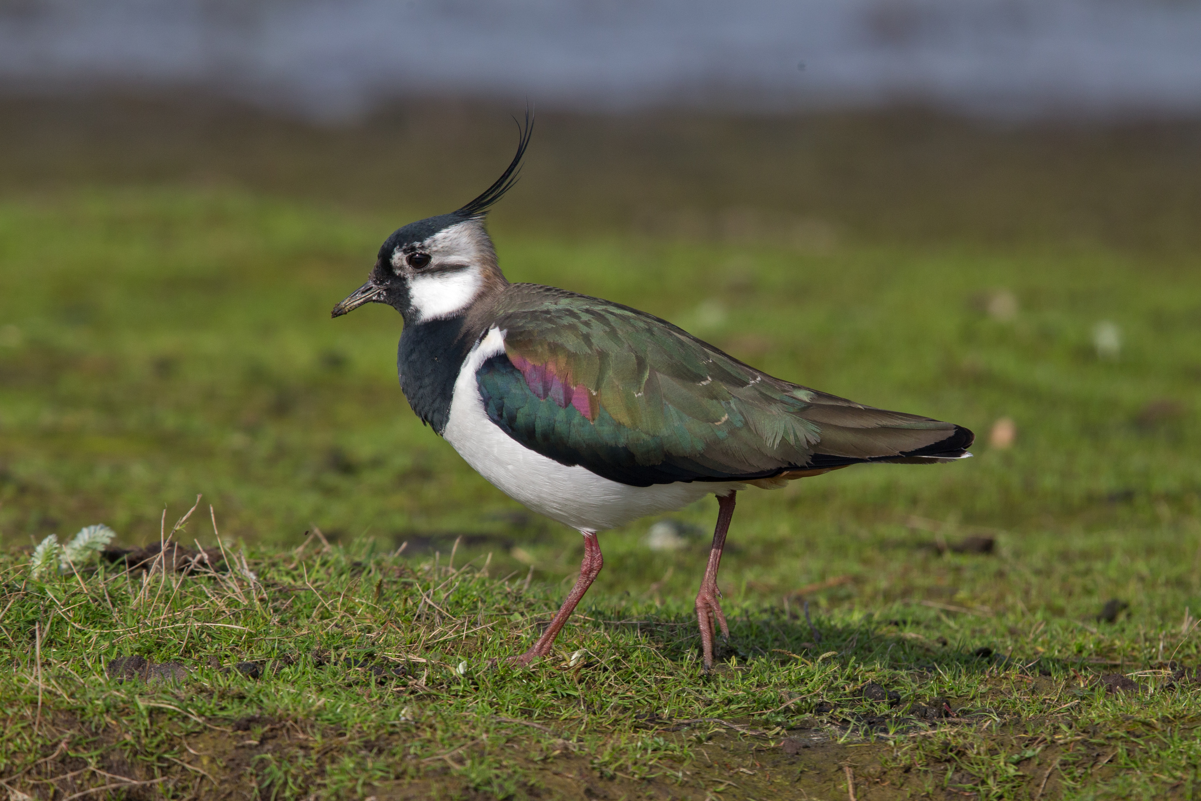 Northern Lapwing wallpaper