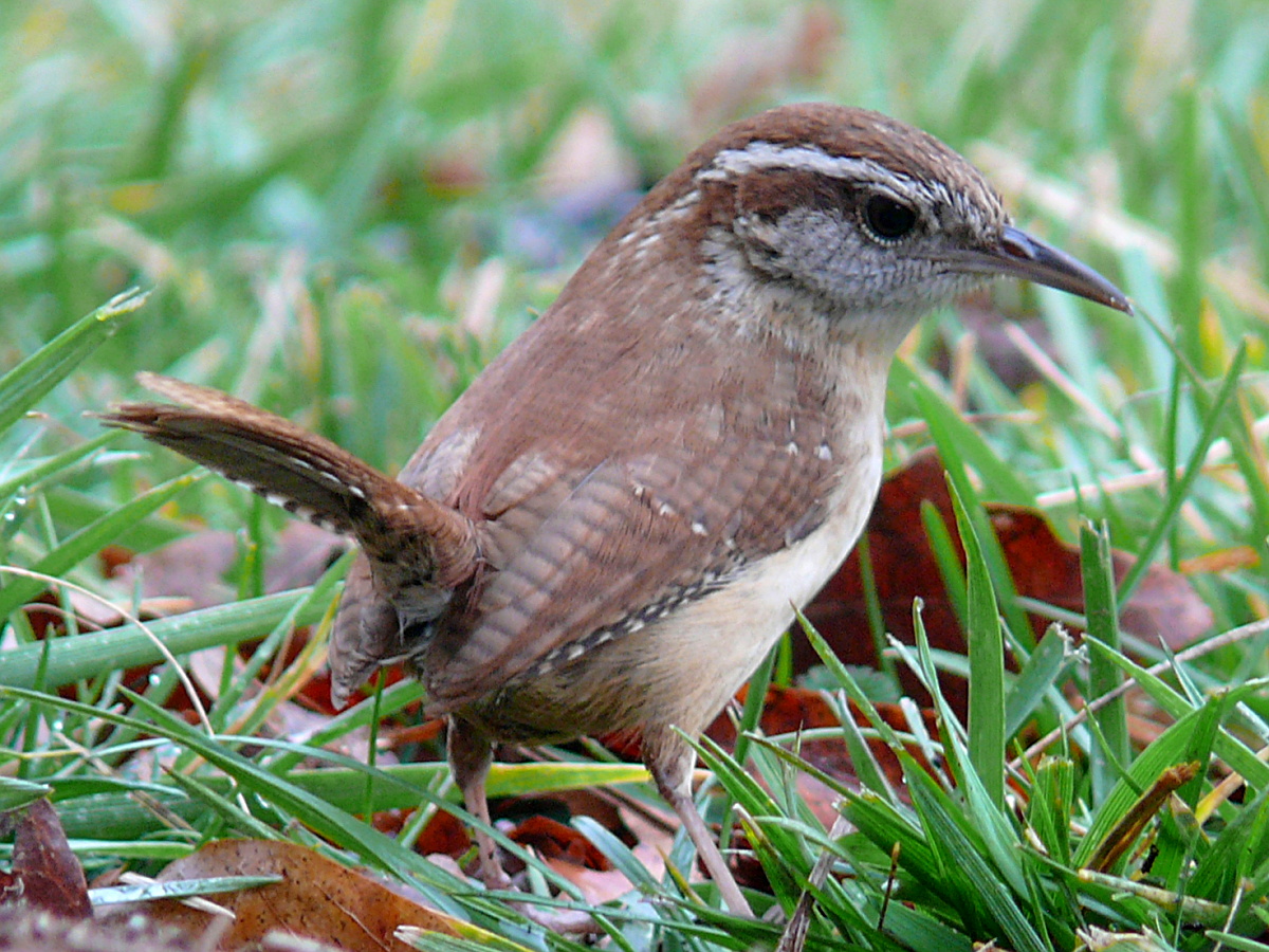 Carolina Wren wallpaper