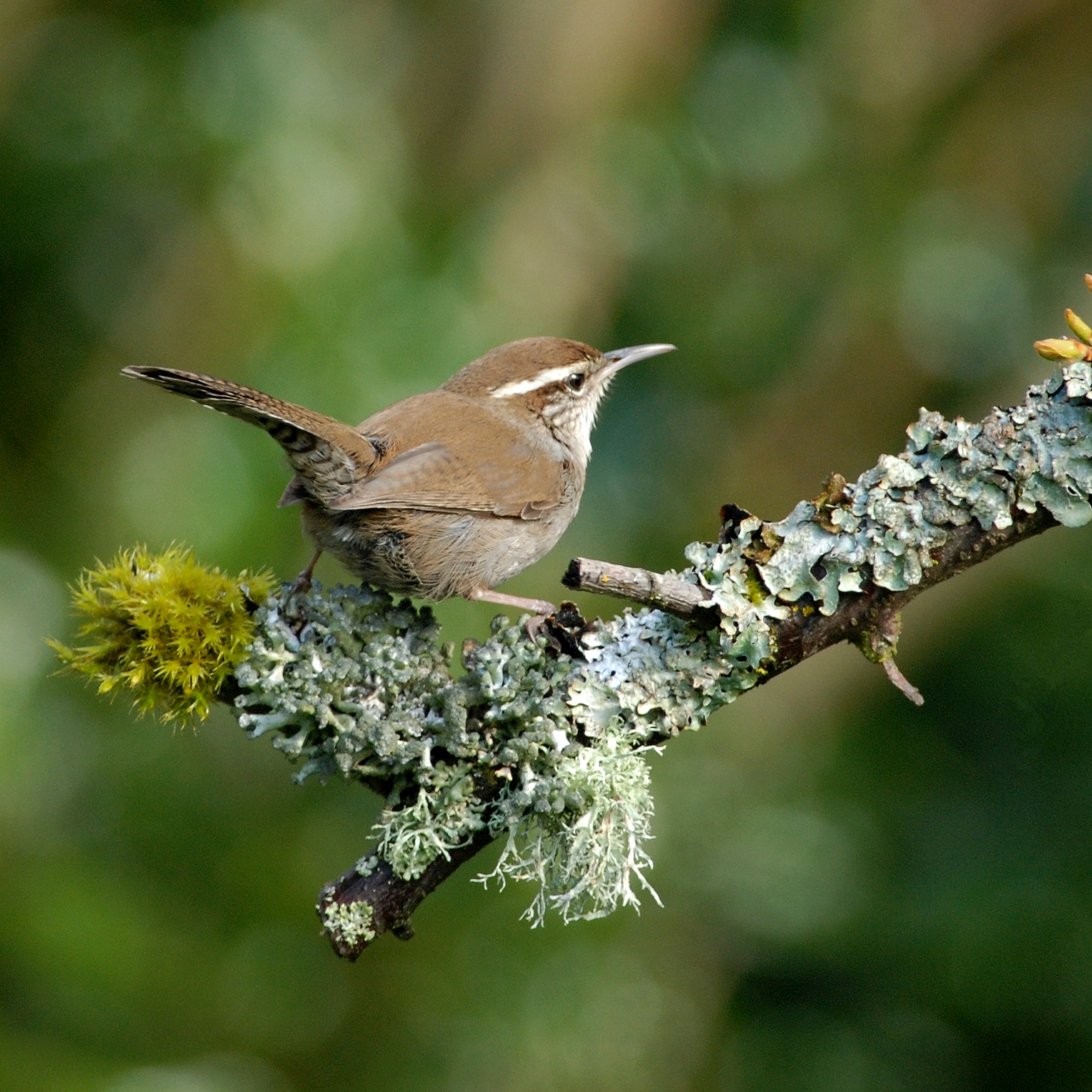 Bewick's Wren wallpaper