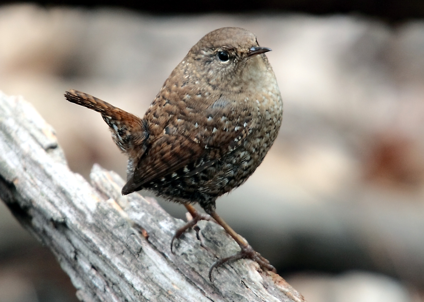 Winter Wren wallpaper