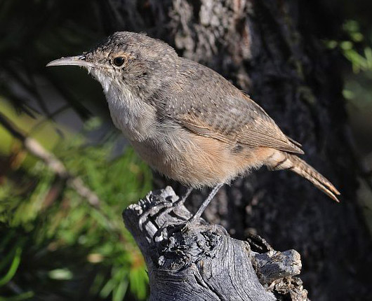 Canyon Wren wallpaper