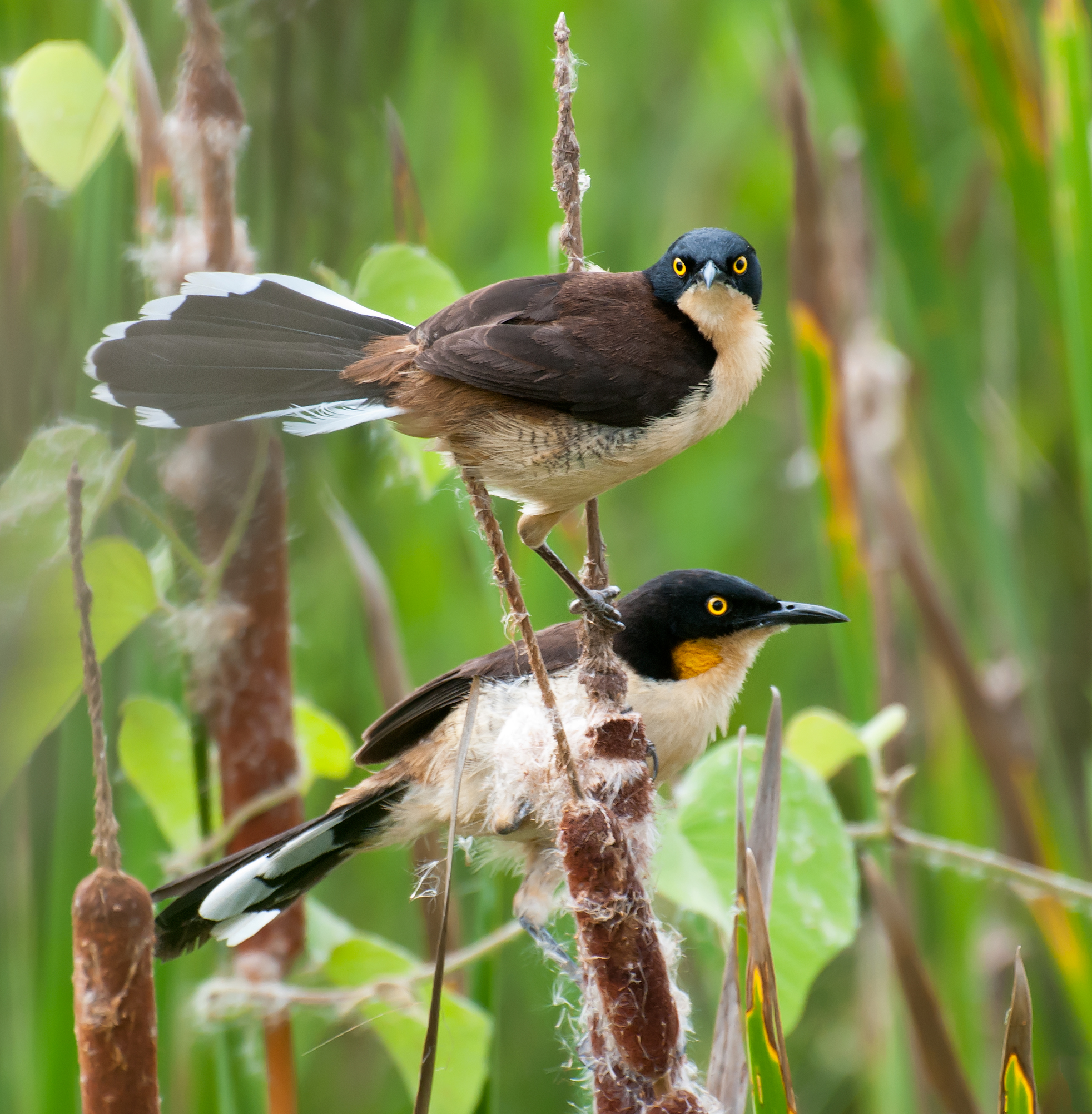 Black-capped Donacobius wallpaper