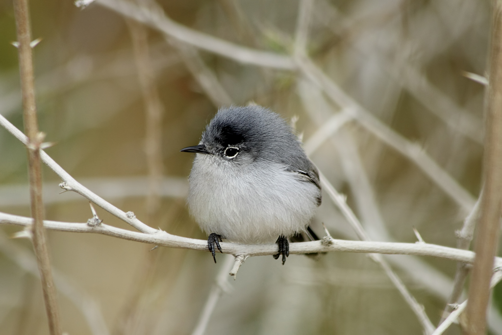 Blue-gray Gnatcatcher wallpaper