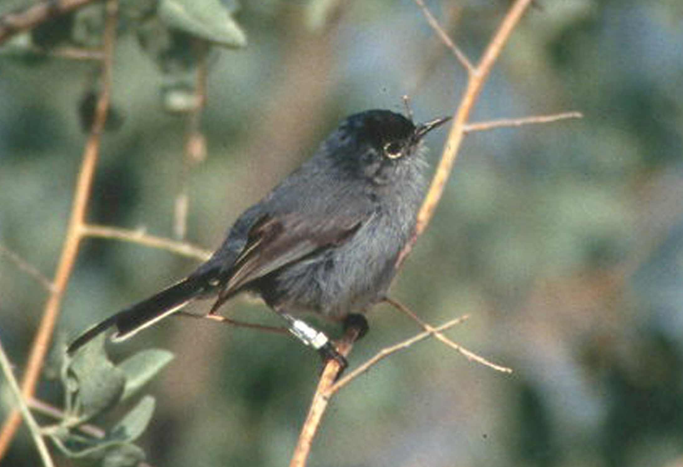 California Gnatcatcher wallpaper