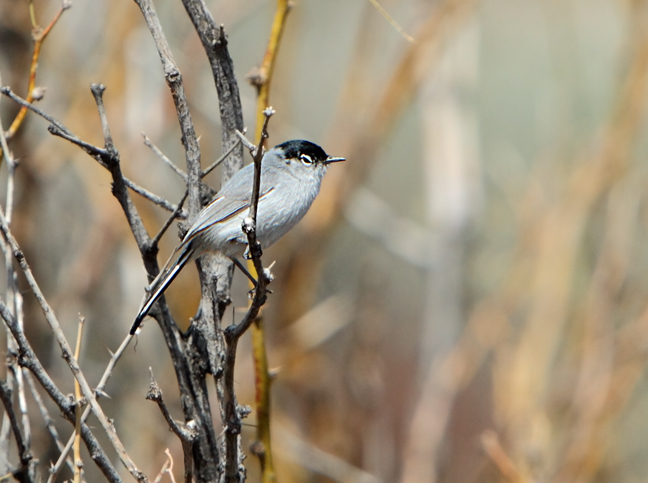 Black-tailed Gnatcatcher wallpaper