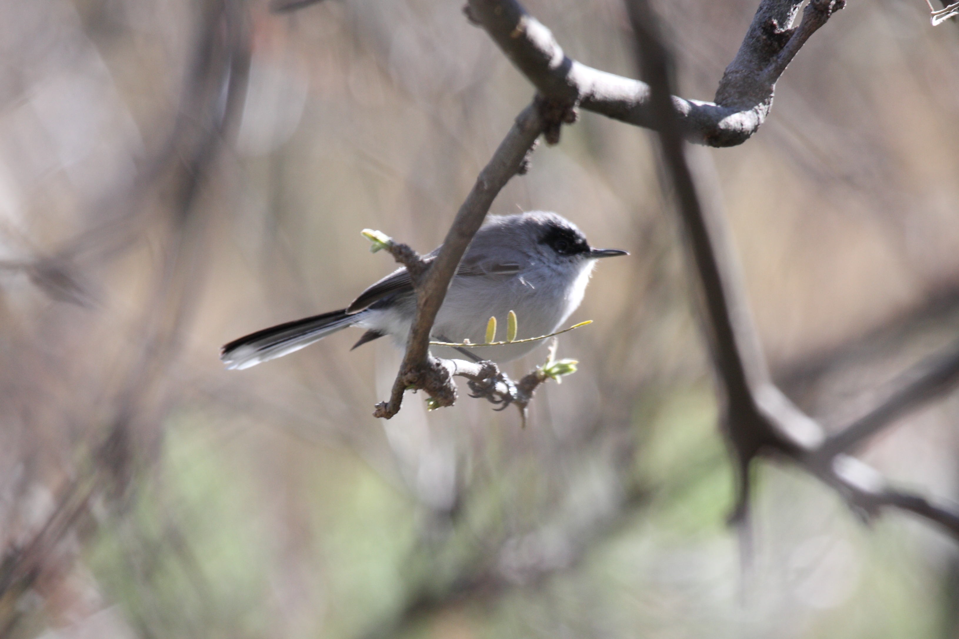 Black-capped Gnatcatcher wallpaper