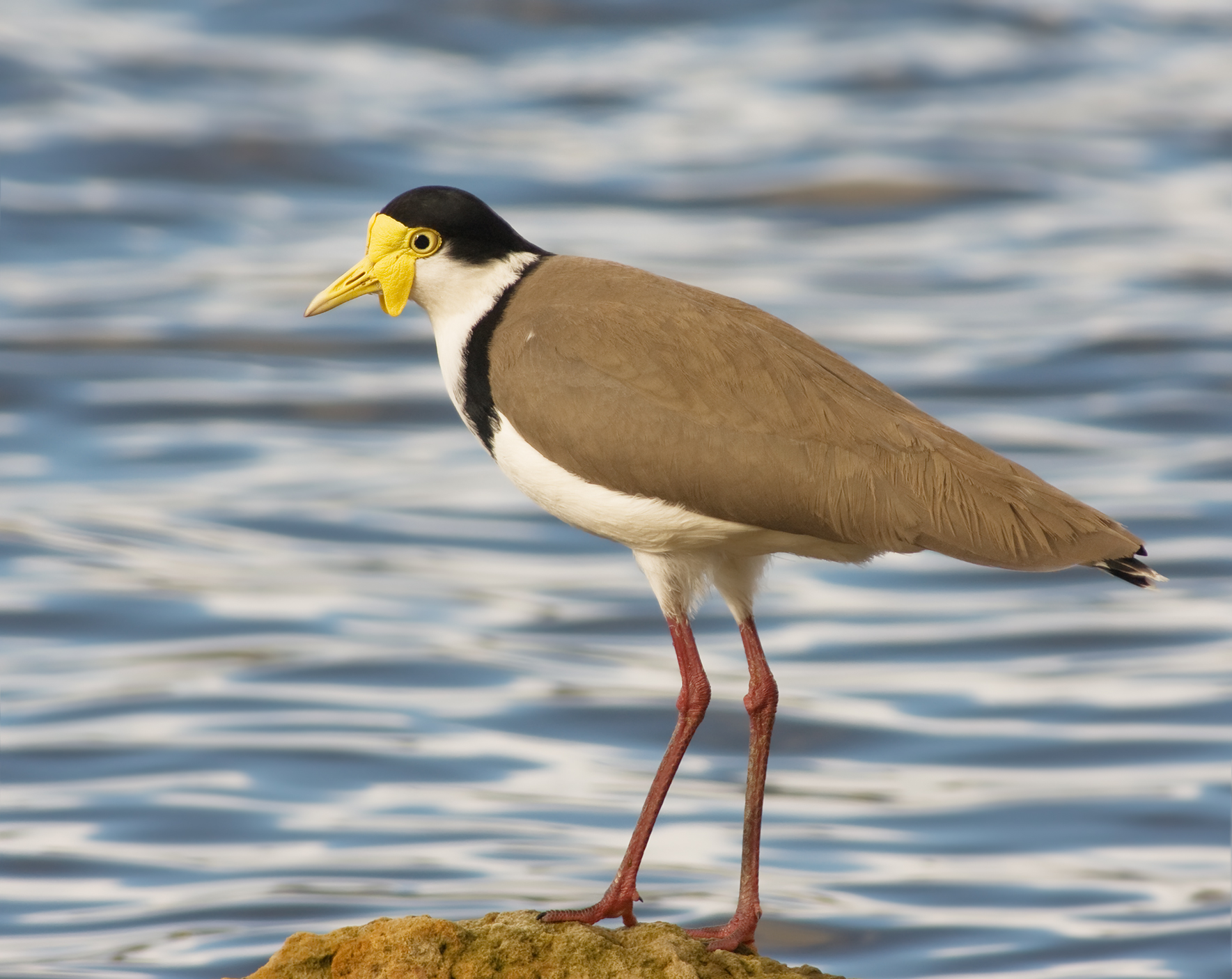 Masked Lapwing wallpaper