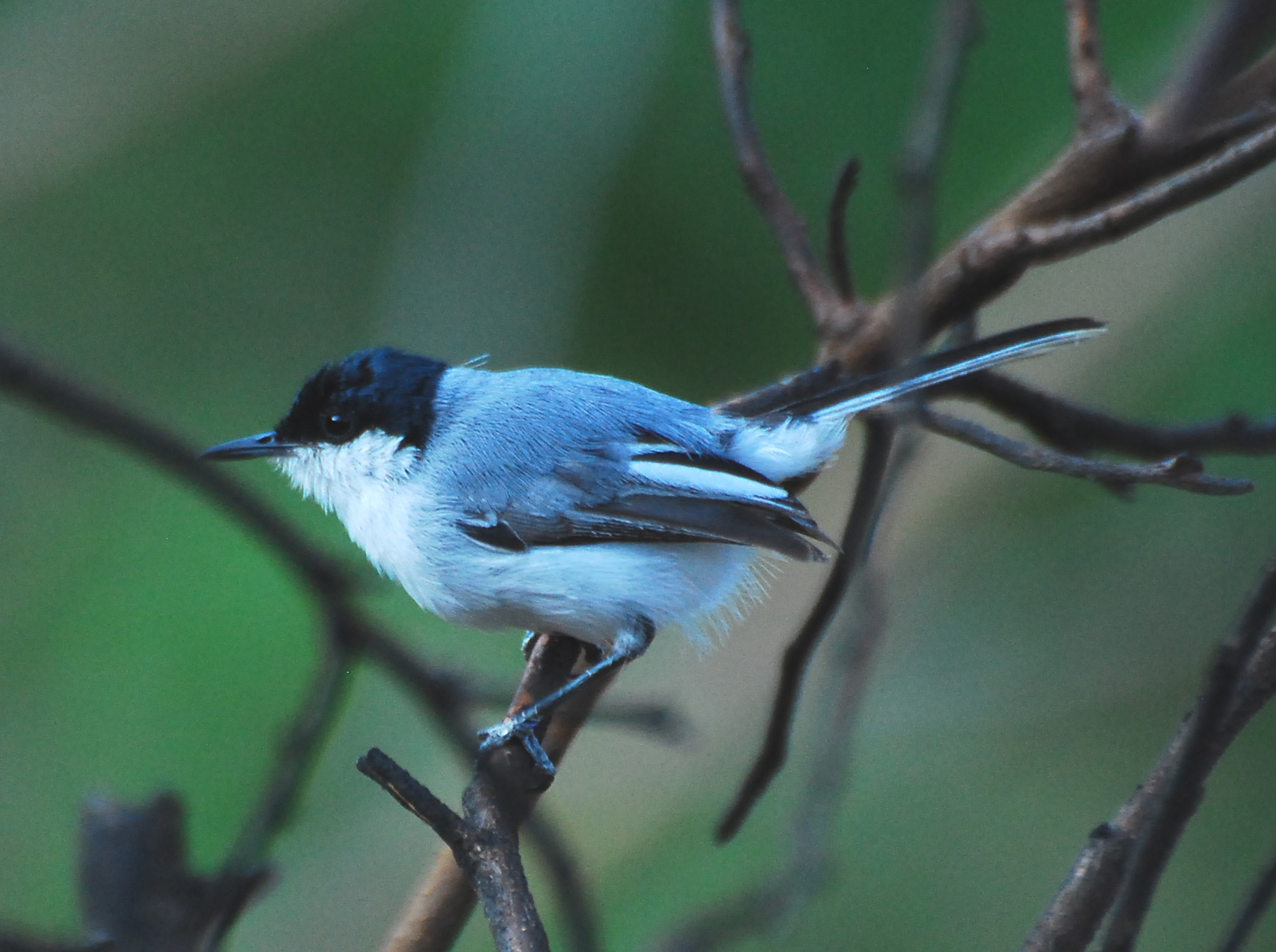 White-lored Gnatcatcher wallpaper