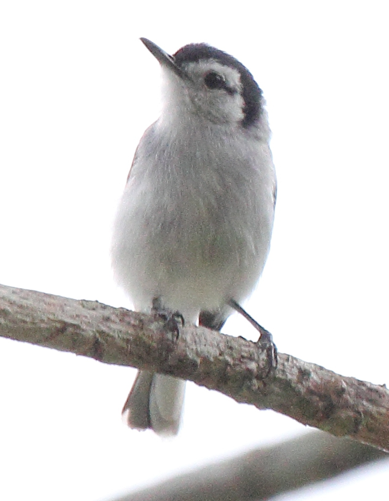 Tropical Gnatcatcher wallpaper