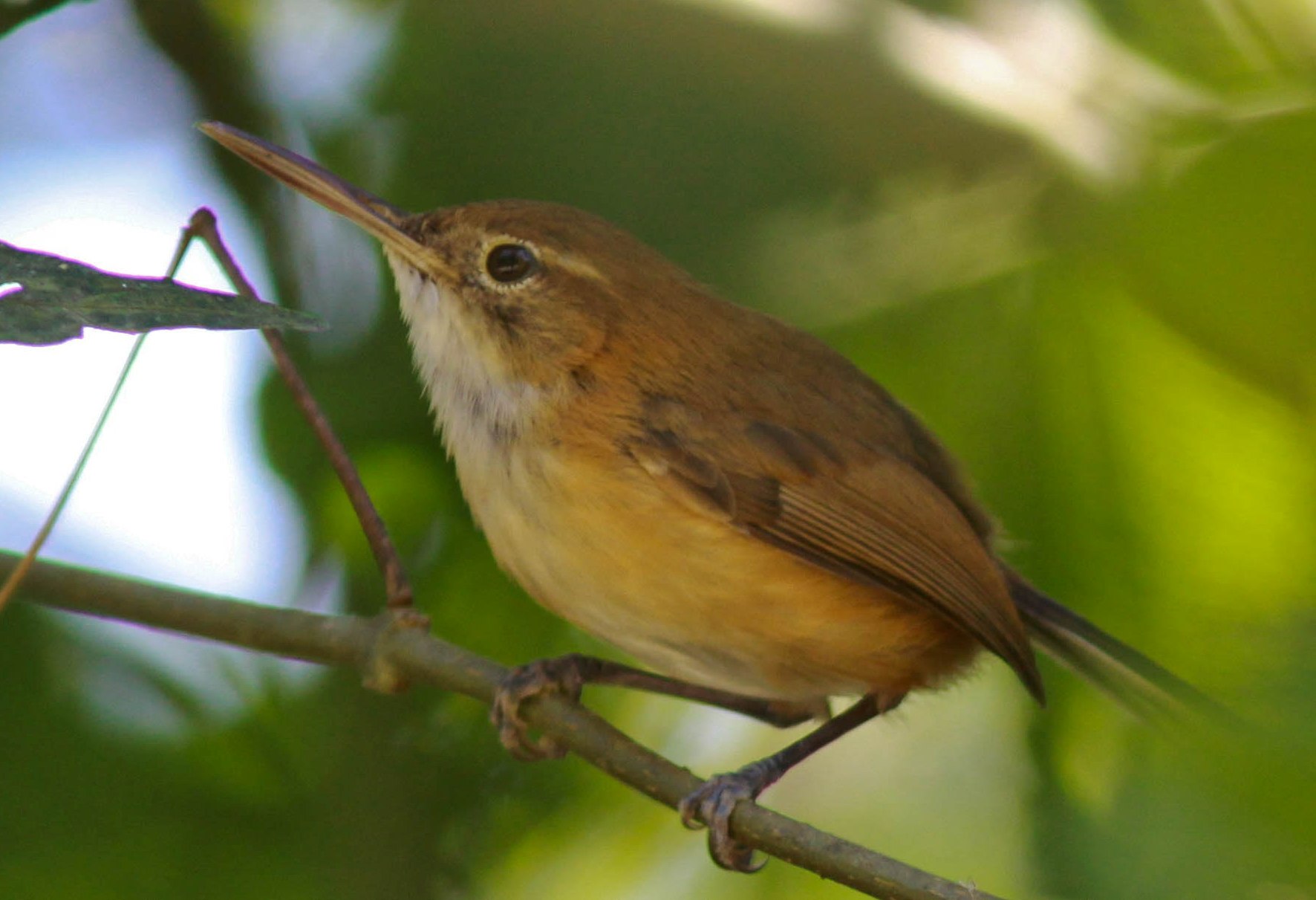 Long-billed Gnatwren wallpaper