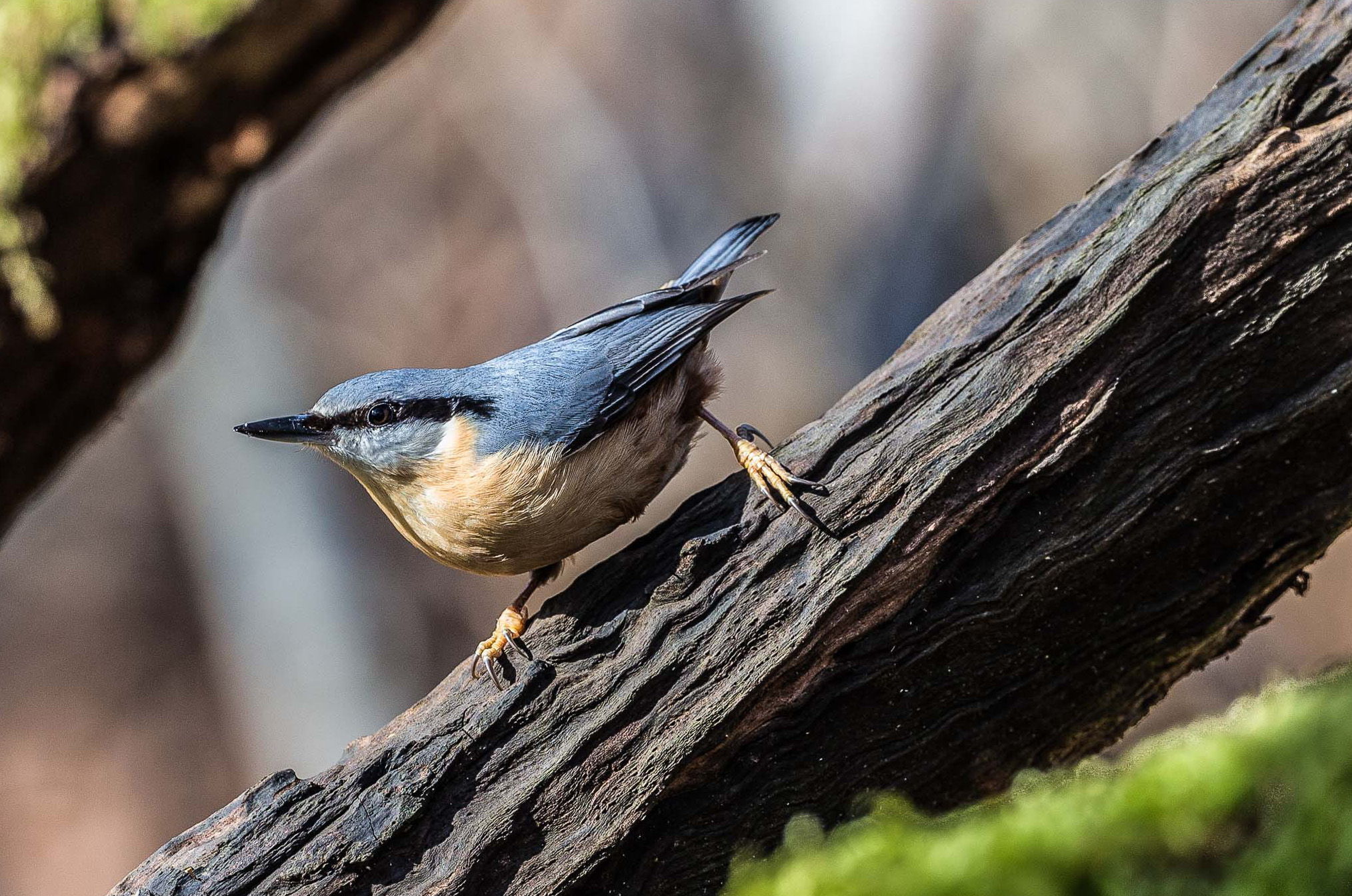 Eurasian Nuthatch wallpaper