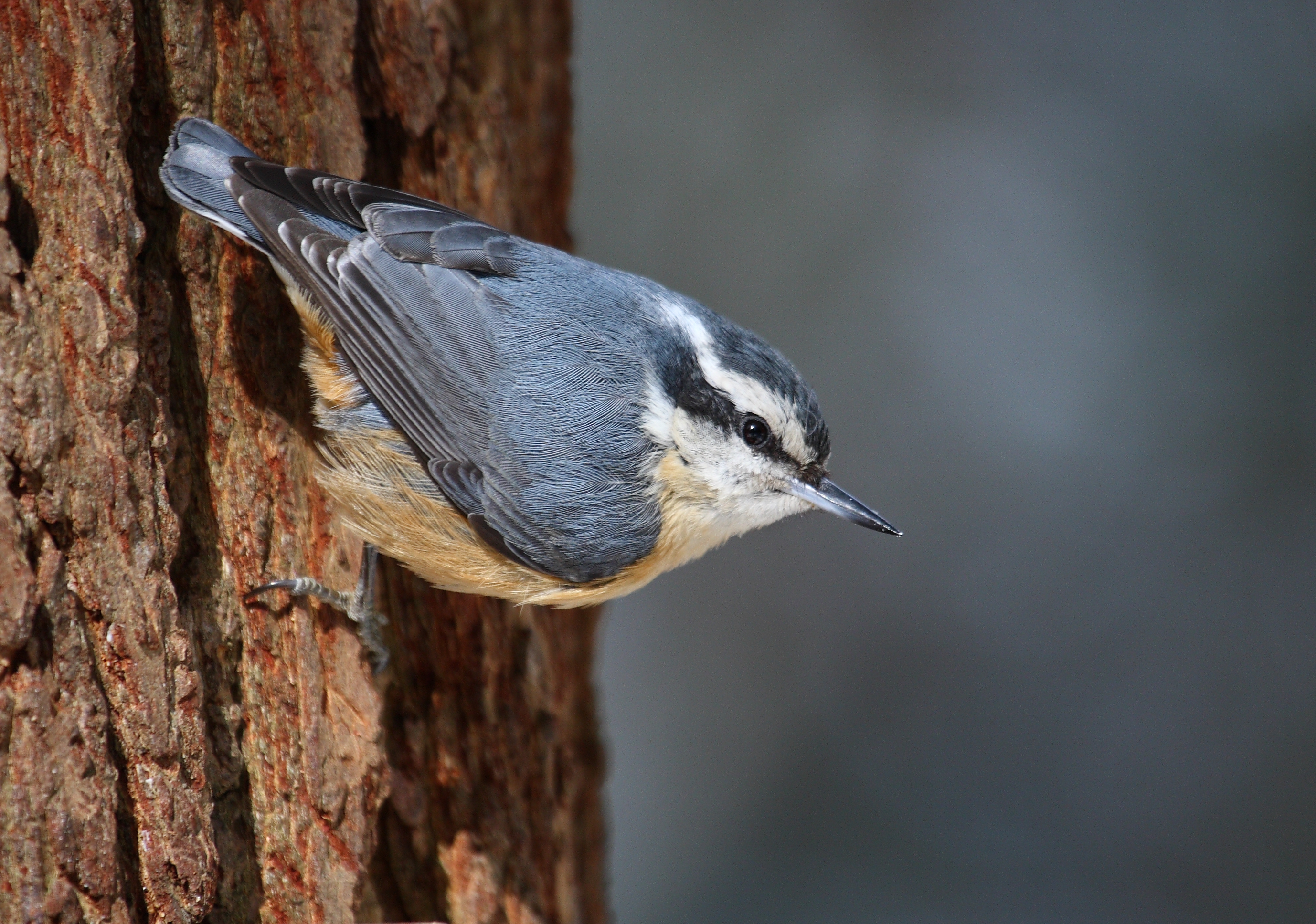 Red-breasted Nuthatch wallpaper