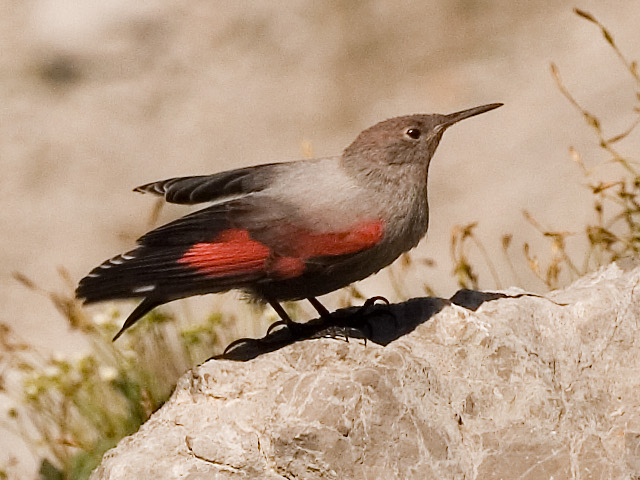 Wallcreeper wallpaper