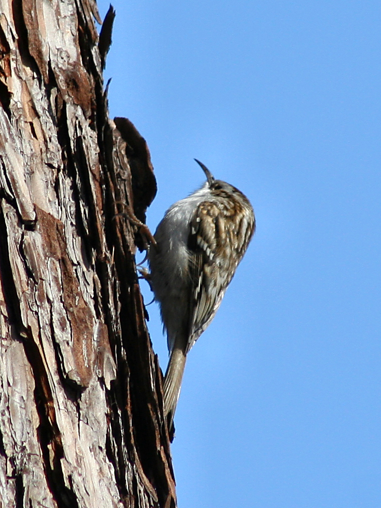 Eurasian Treecreeper wallpaper