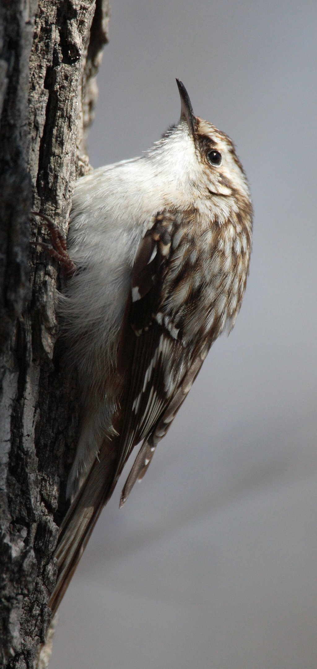 Brown Creeper wallpaper