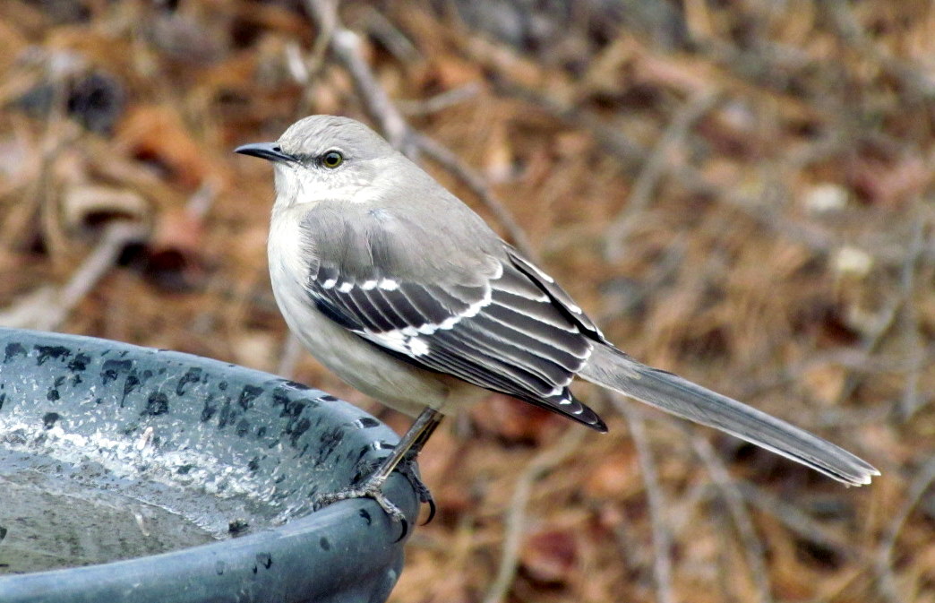 Northern Mockingbird wallpaper