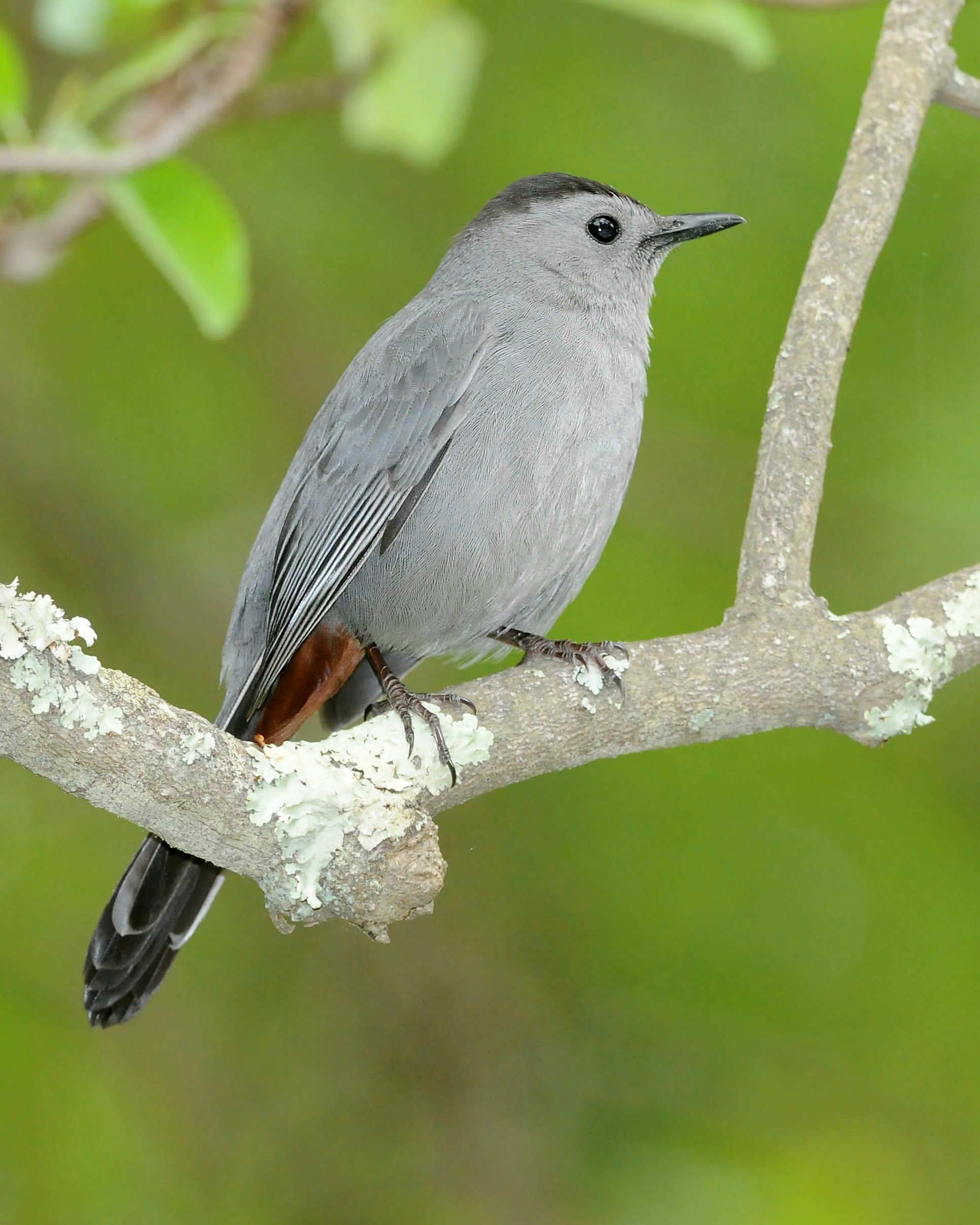 Gray Catbird wallpaper