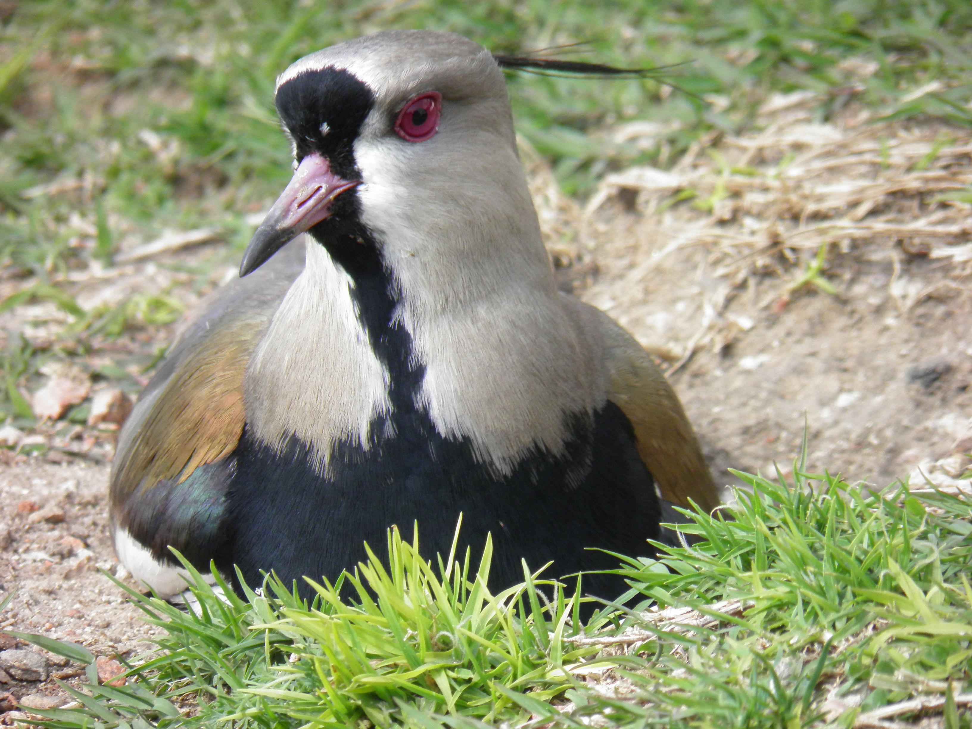 Southern Lapwing wallpaper