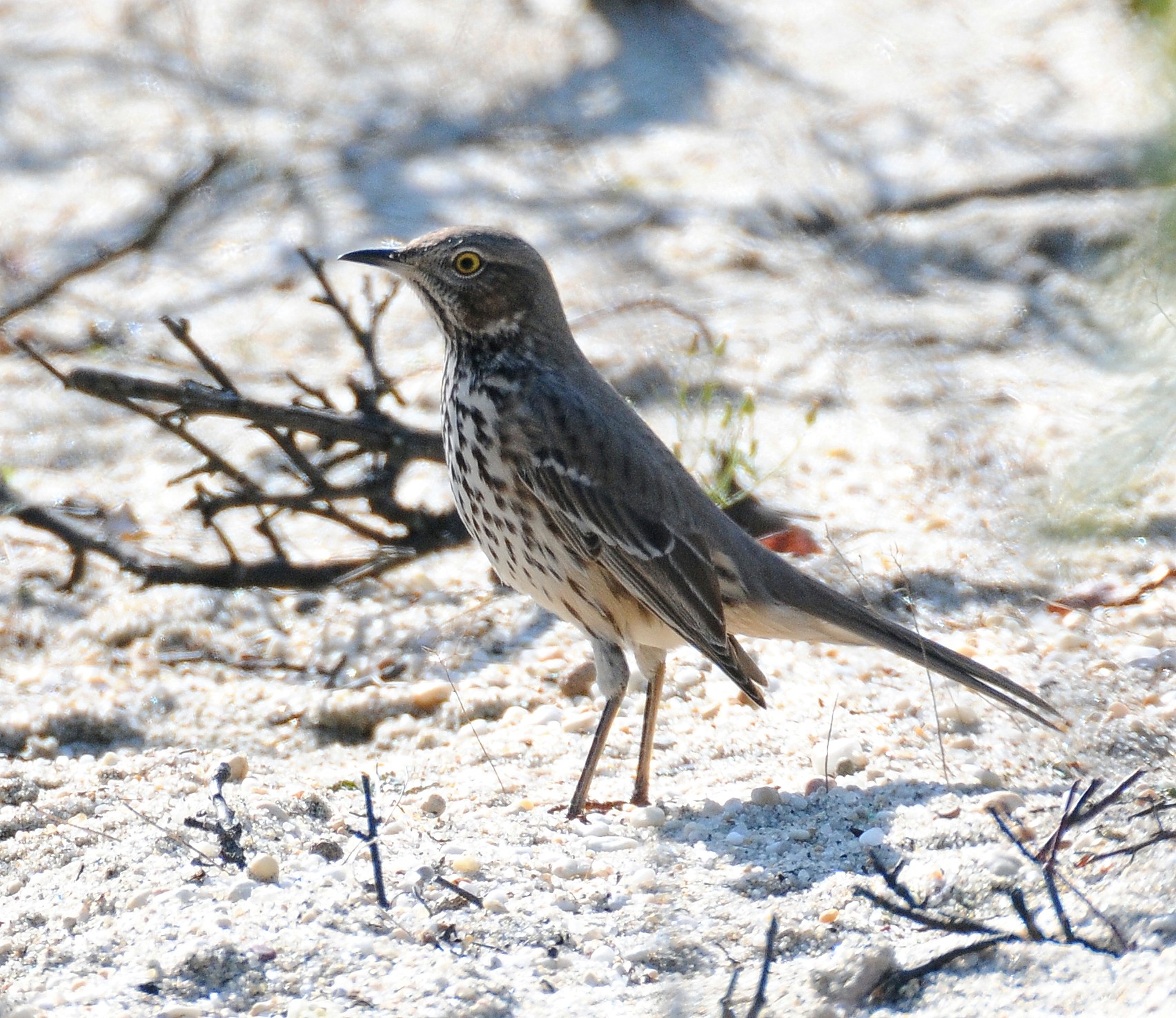 Sage Thrasher wallpaper