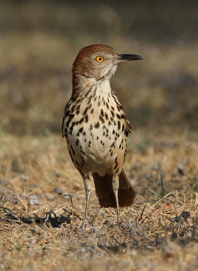 Brown Thrasher wallpaper