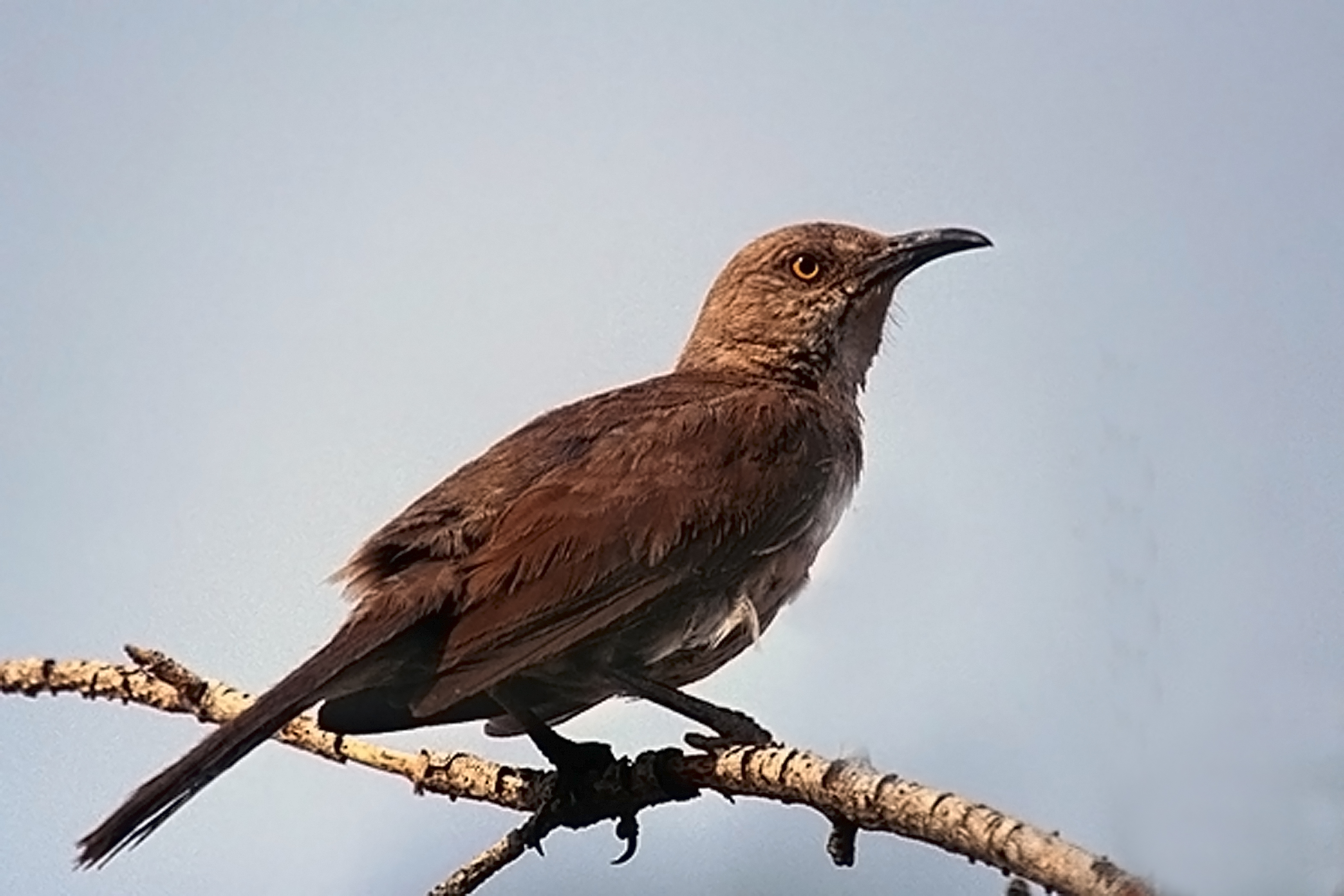 Curve-billed Thrasher wallpaper