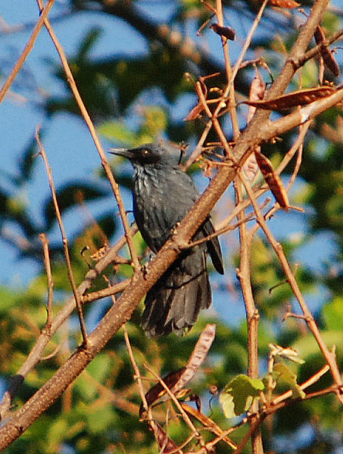 Blue Mockingbird wallpaper