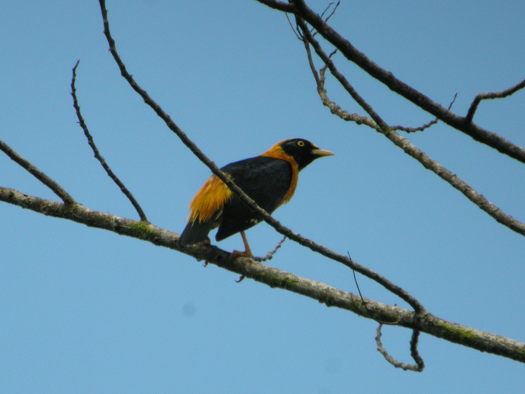 Golden Myna wallpaper