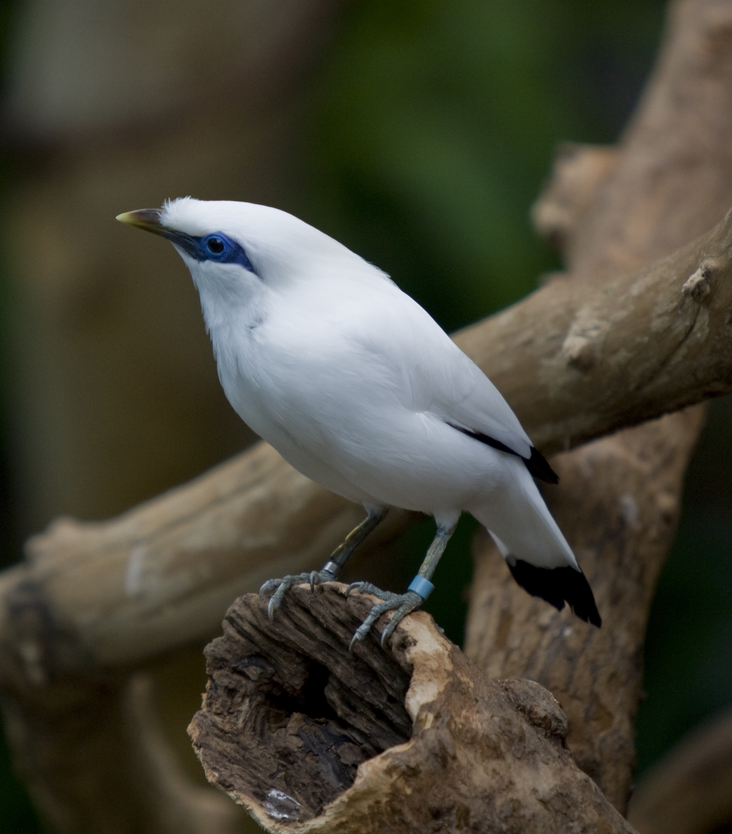 Bali Myna wallpaper