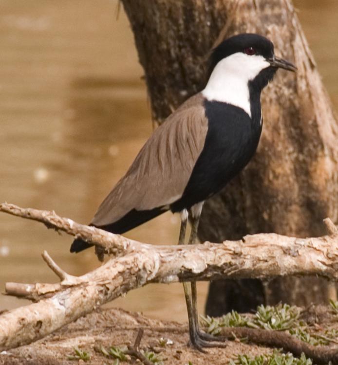 Spur-winged Lapwing wallpaper