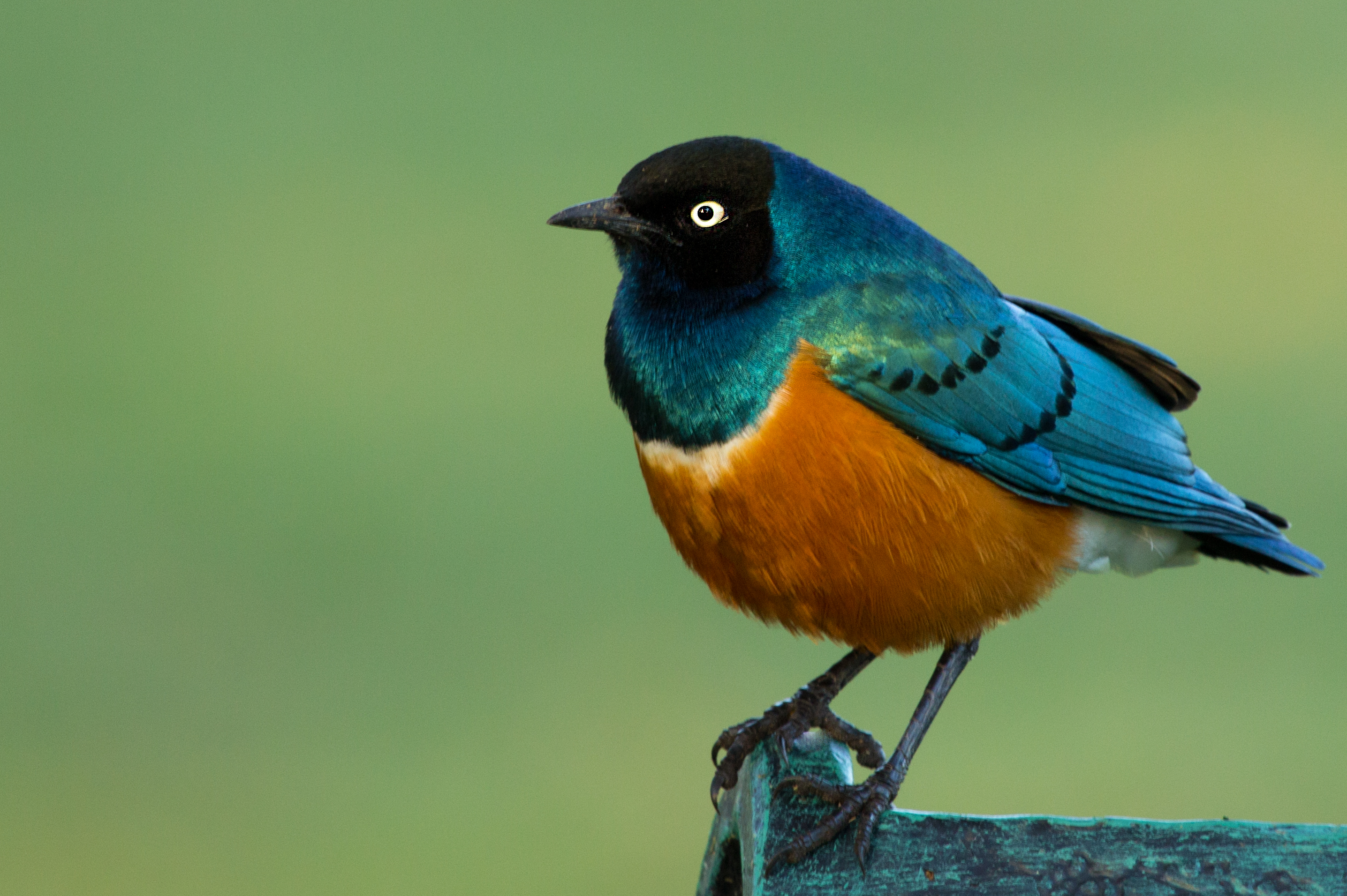 Superb Starling wallpaper