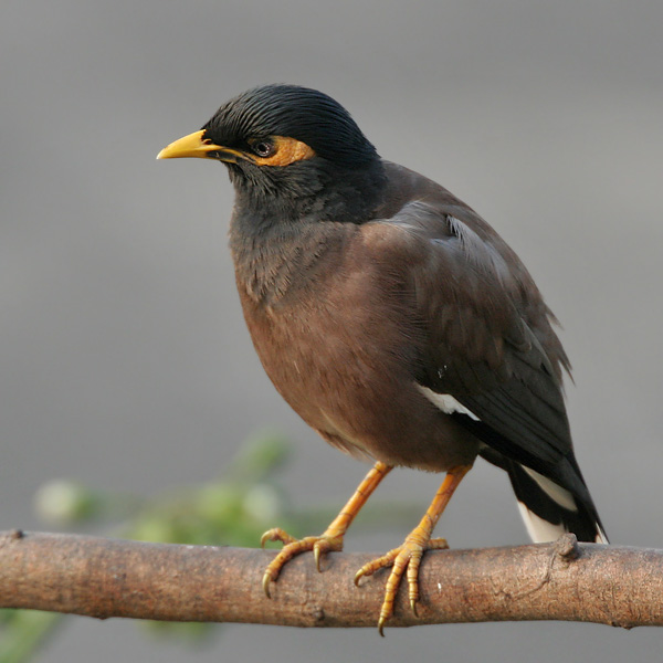 Common Myna wallpaper