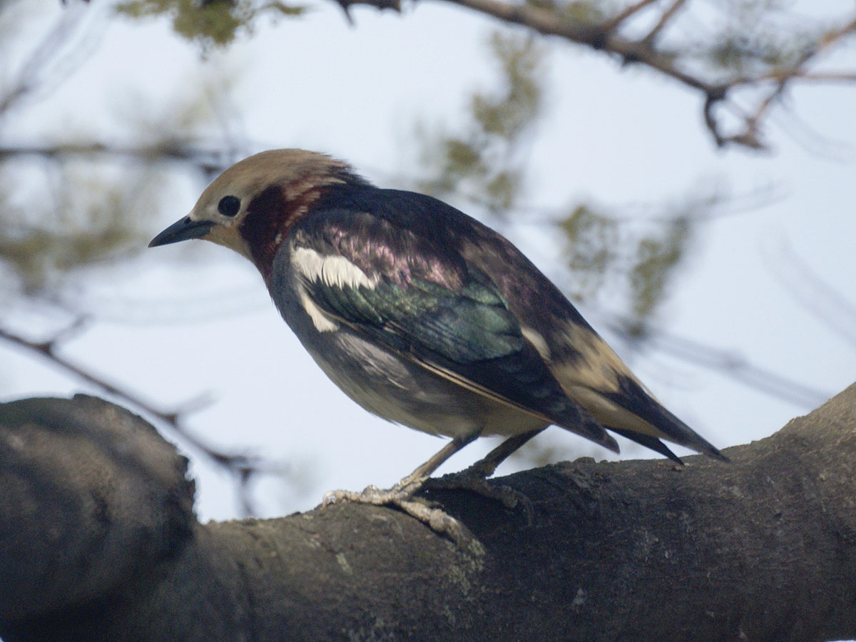 Chestnut-cheeked Starling wallpaper