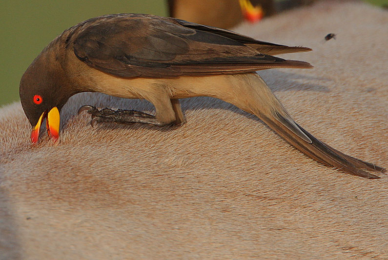 Yellow-billed Oxpecker wallpaper