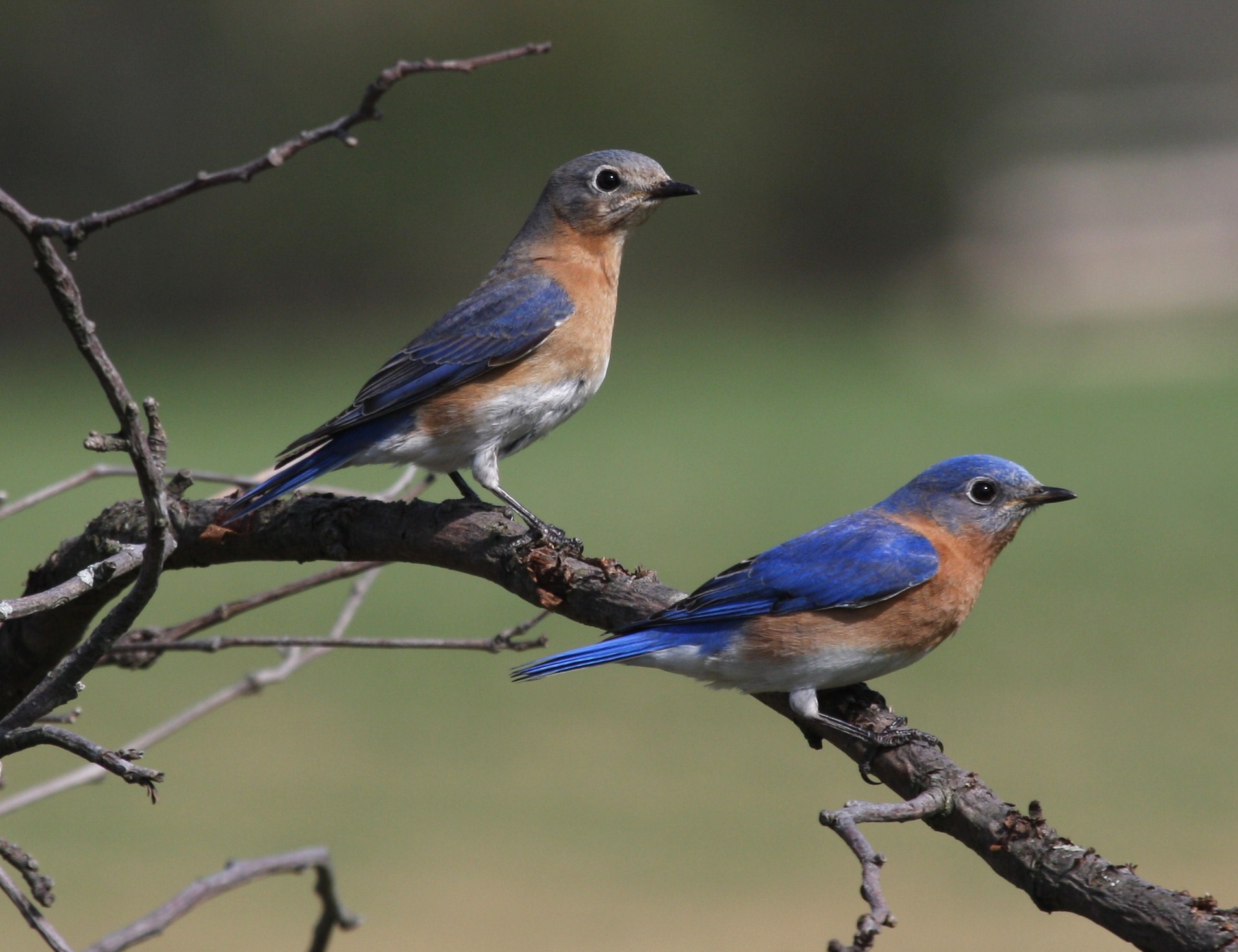 Eastern Bluebird wallpaper