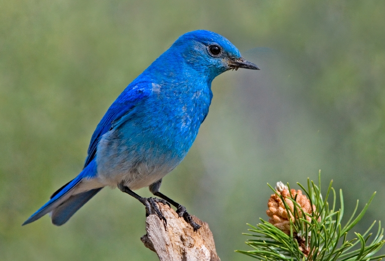 Mountain Bluebird wallpaper