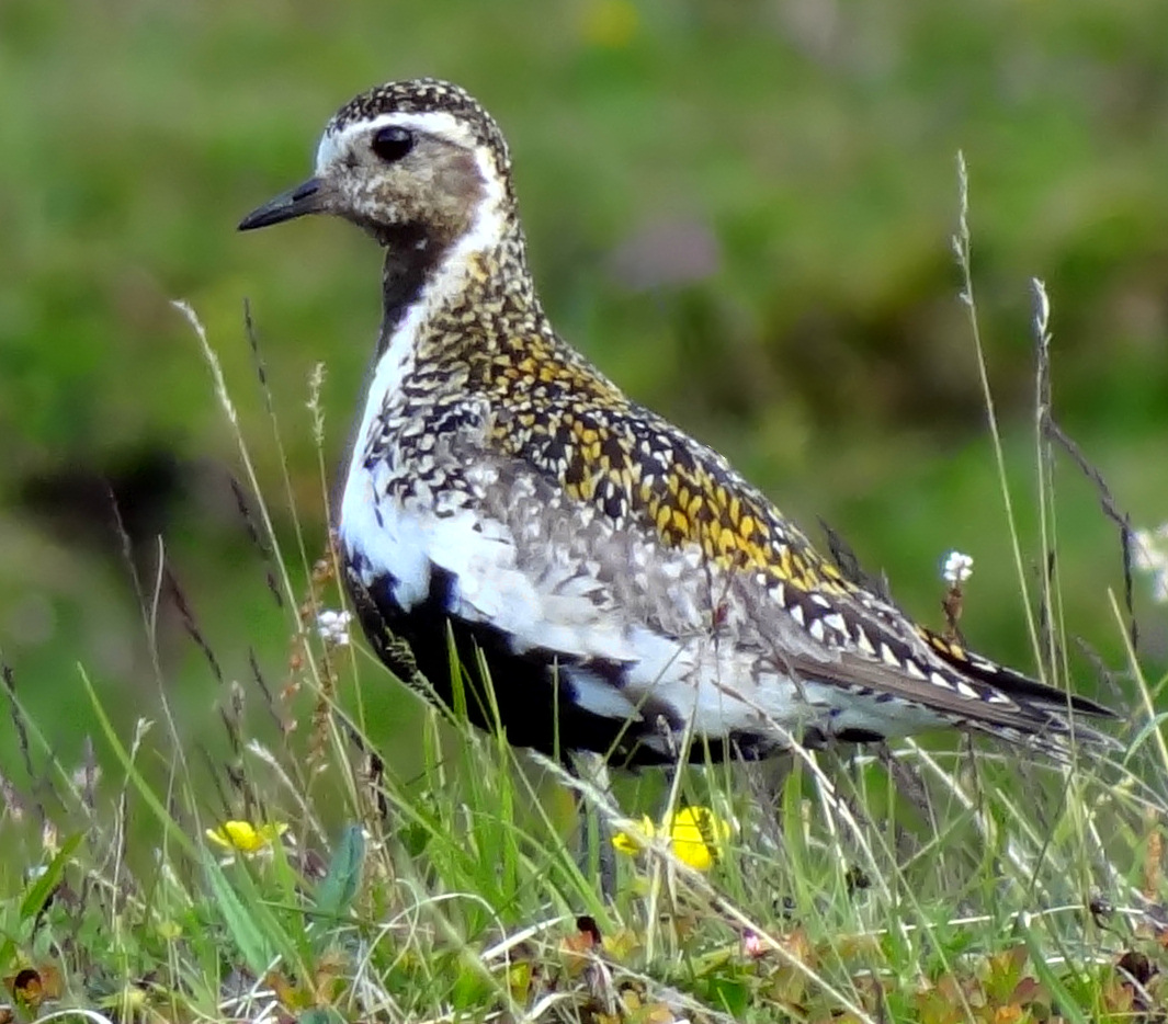 European Golden Plover wallpaper