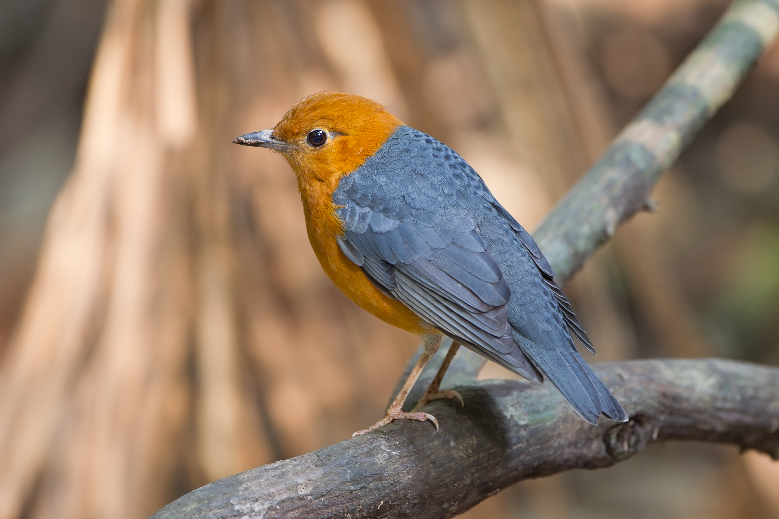 Orange-headed Thrush wallpaper