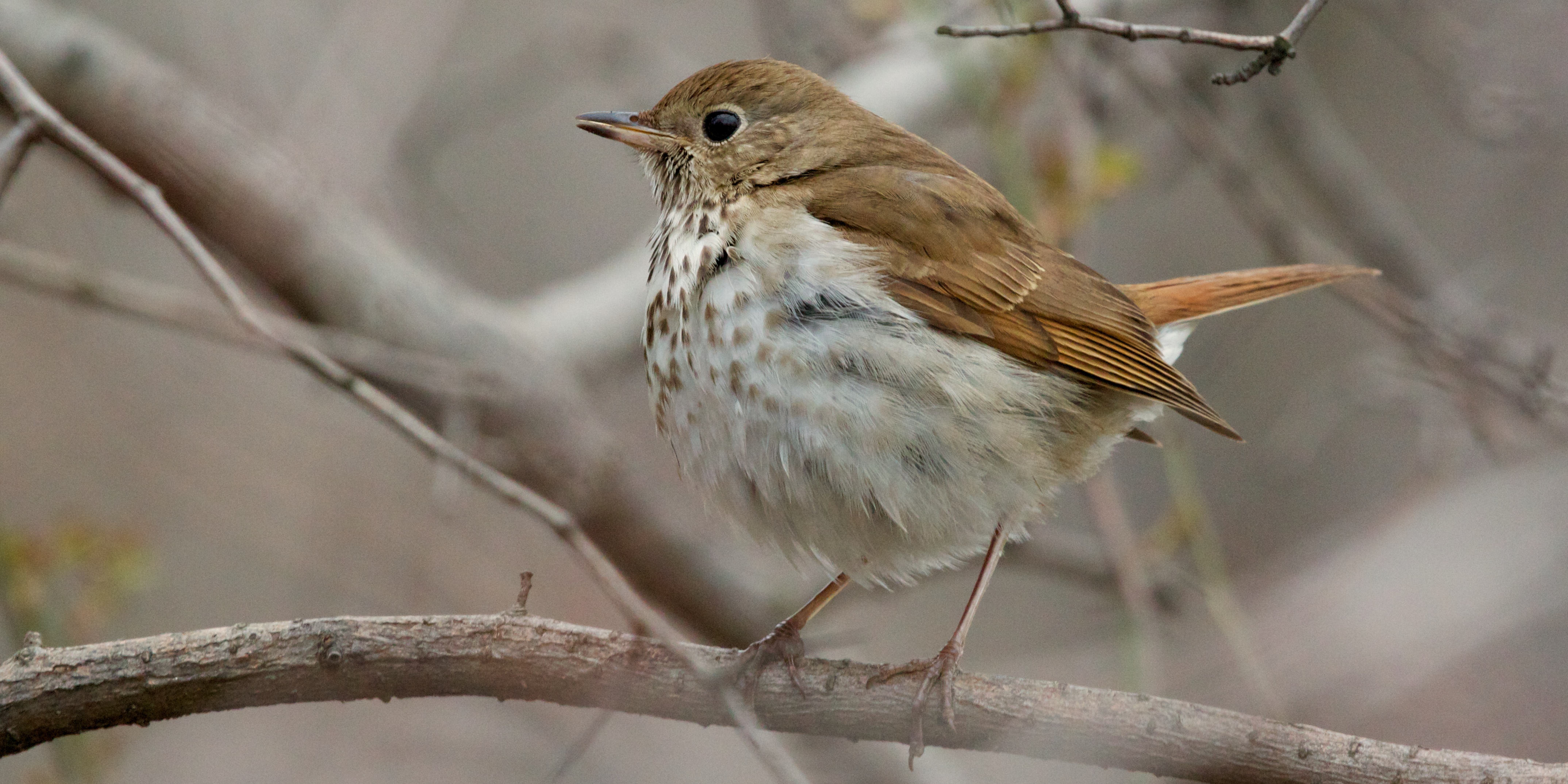 Hermit Thrush wallpaper