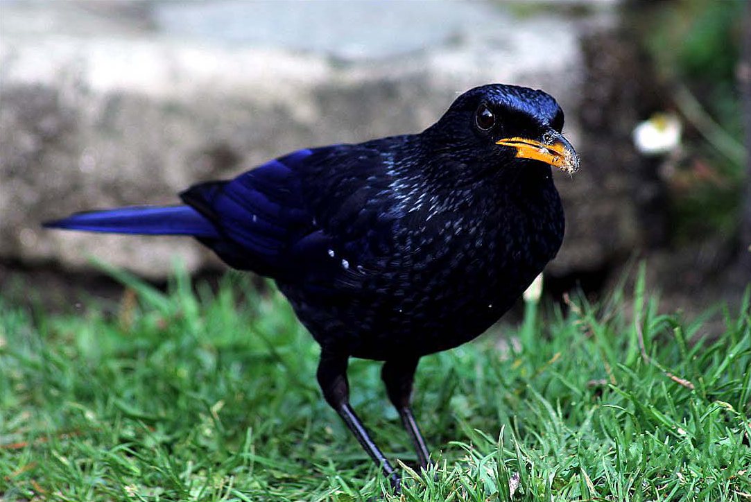 Blue Whistling-thrush wallpaper