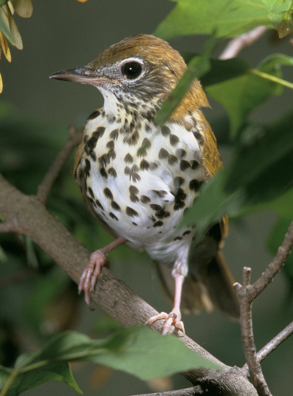 Wood Thrush wallpaper