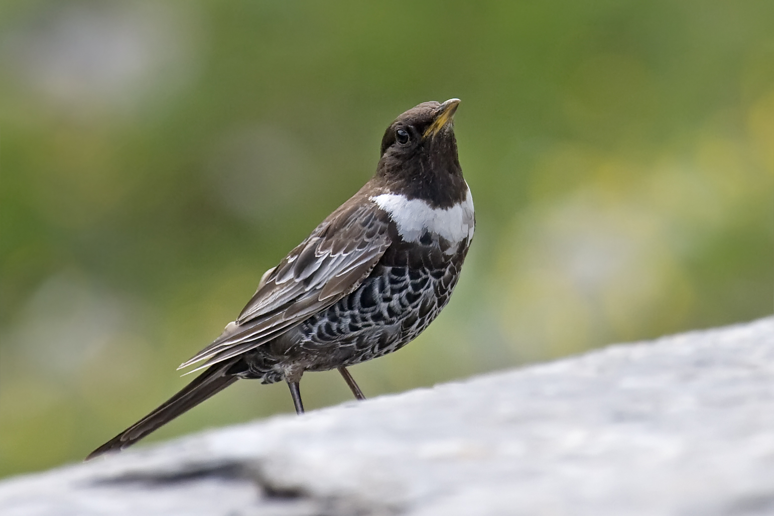 Ring Ouzel wallpaper