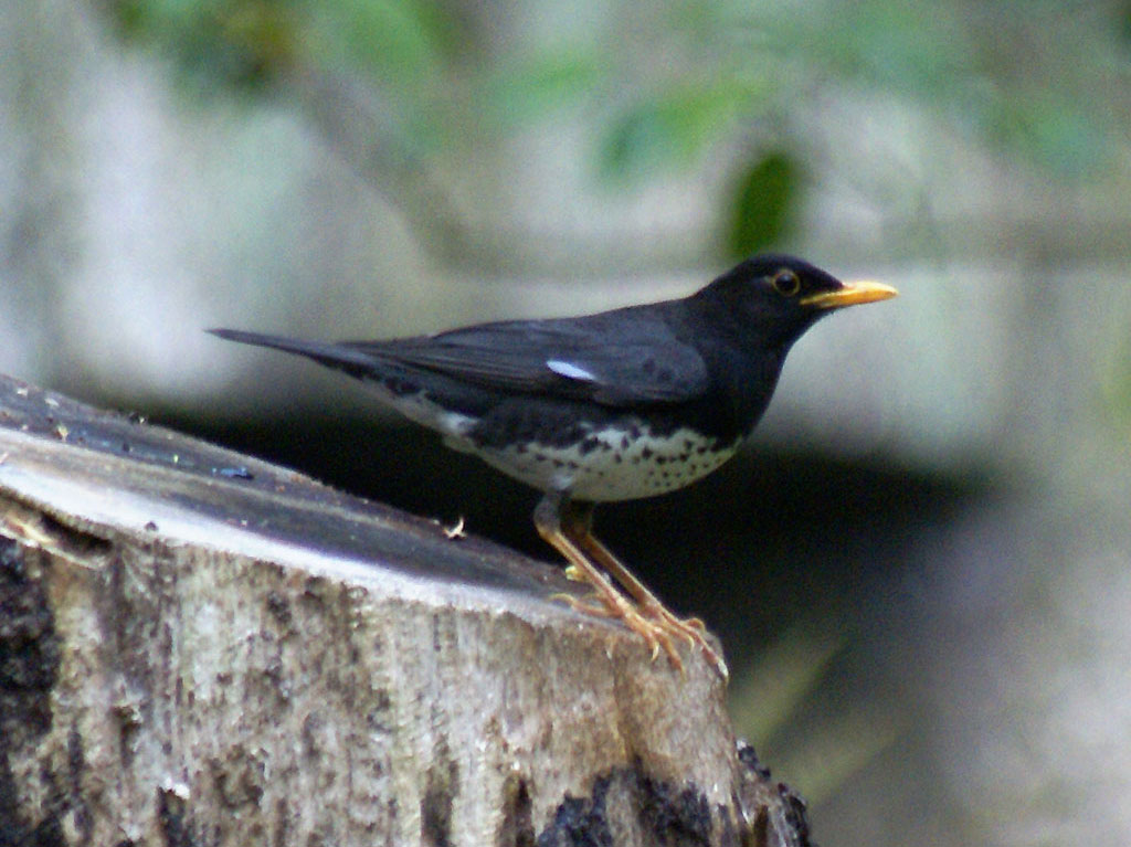 Japanese Thrush wallpaper