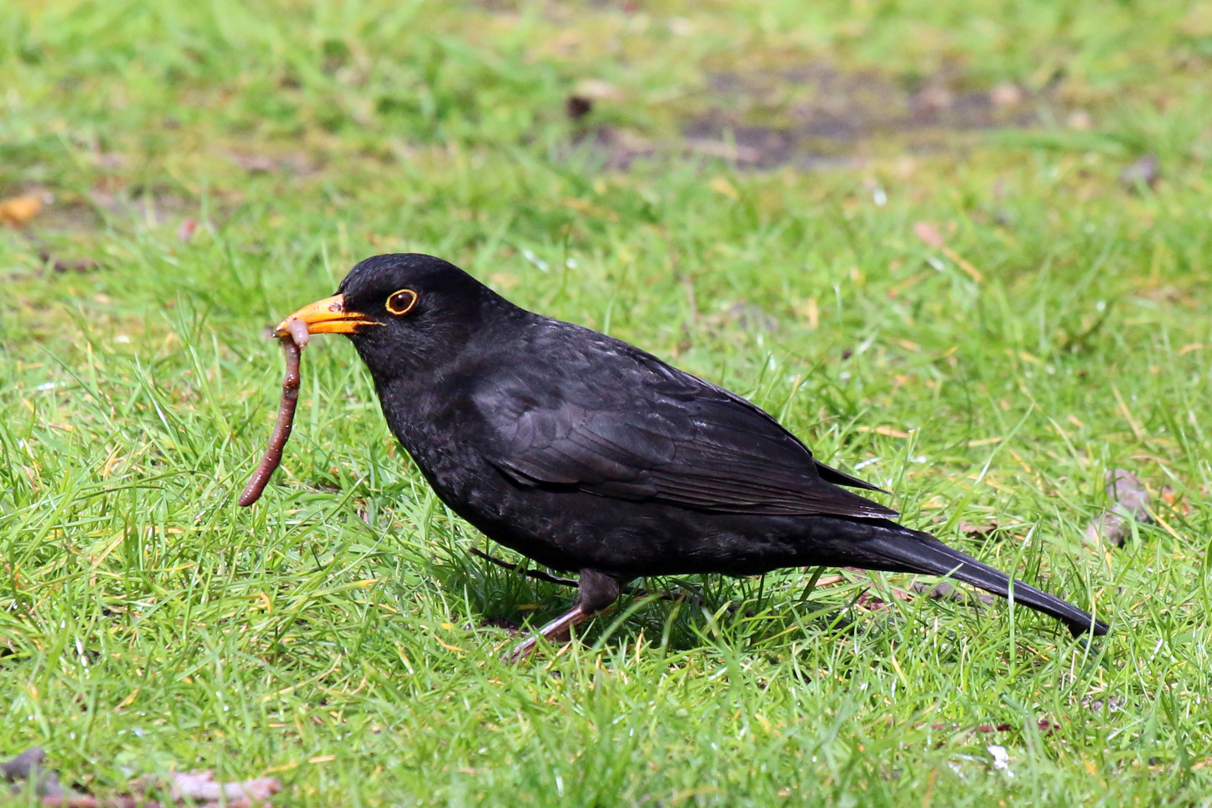 Common Blackbird wallpaper