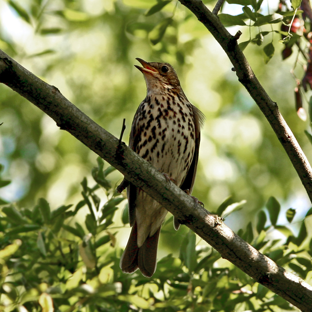 Song Thrush wallpaper