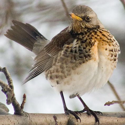 Fieldfare wallpaper