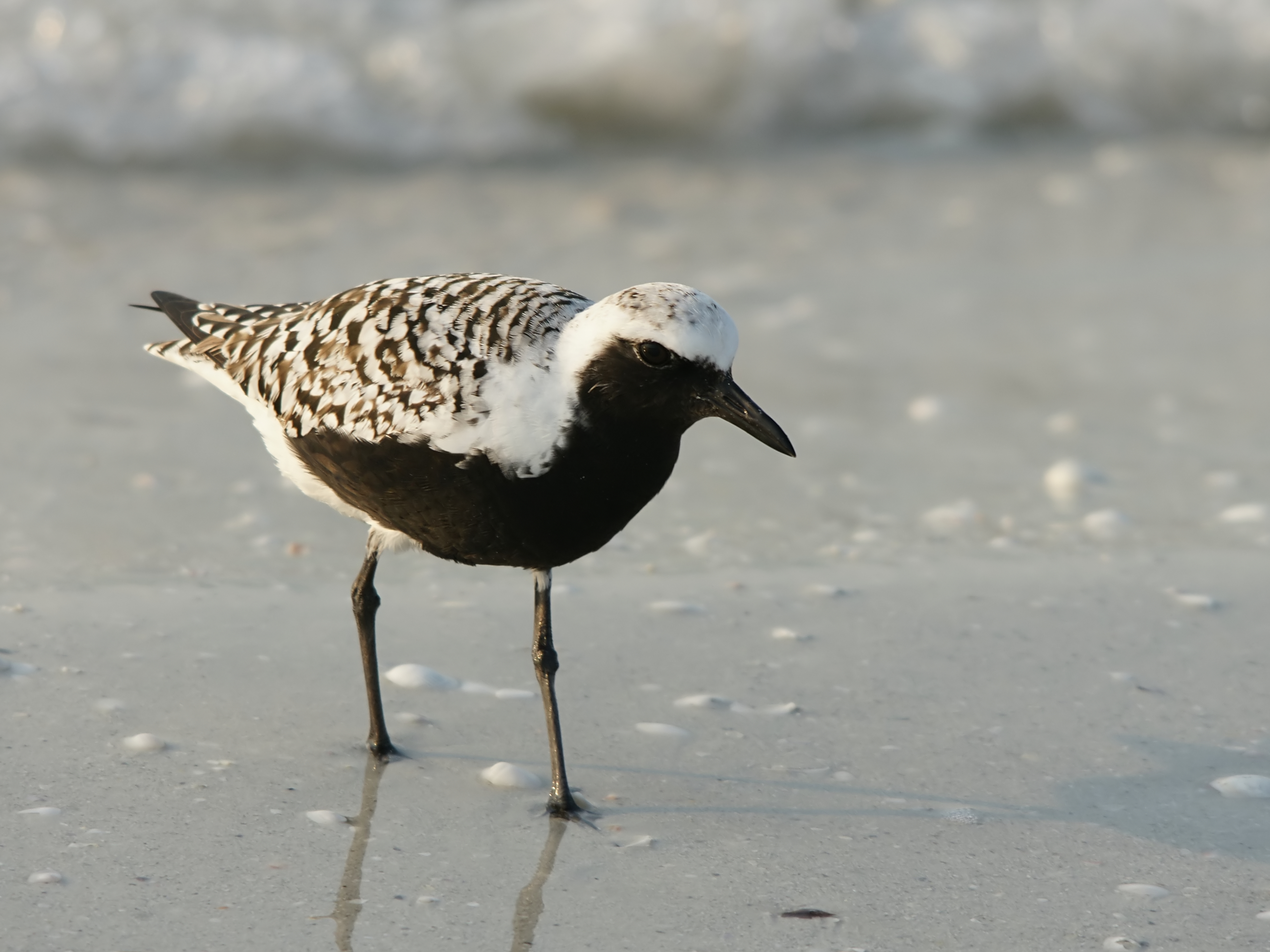 Grey Plover wallpaper