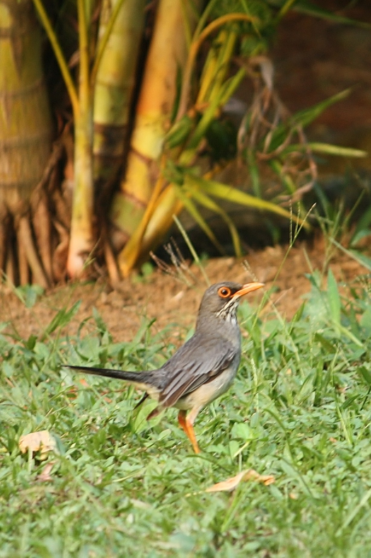 Red-legged Thrush wallpaper